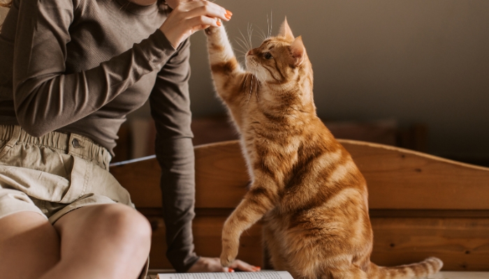 Celebrar o amor incondicional entre humanos e pets