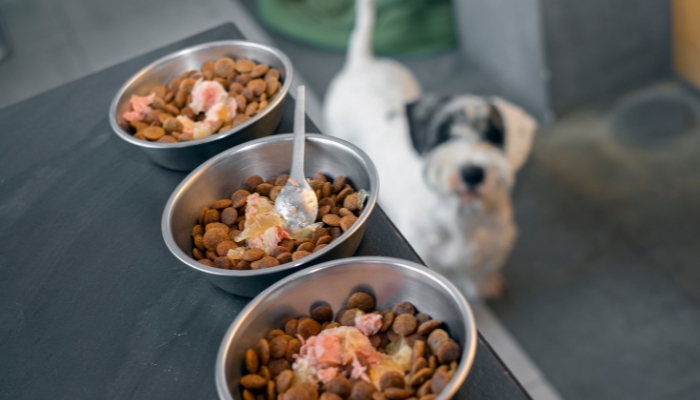 Como escolher a melhor alimentação para seu amigo?