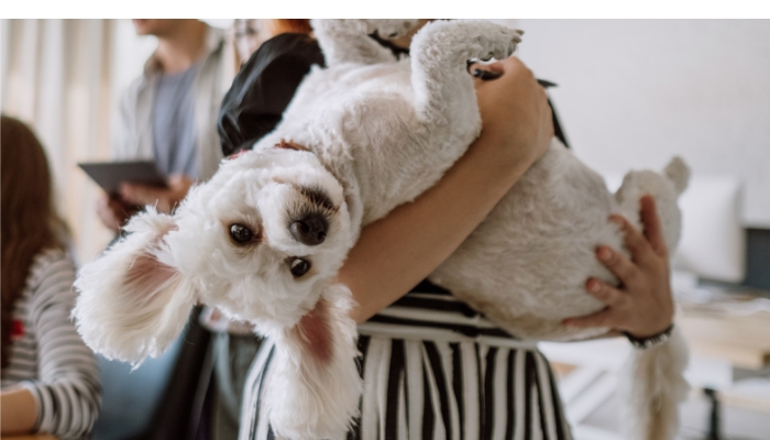 Curiosidades fascinantes sobre o mundo dos pets