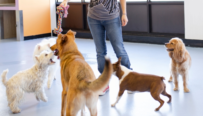 Dicas para melhorar a saúde do seu pet