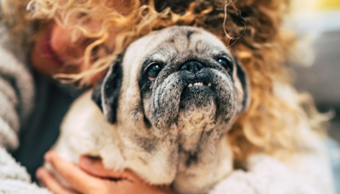 Histórias inspiradoras de donos e seus animais