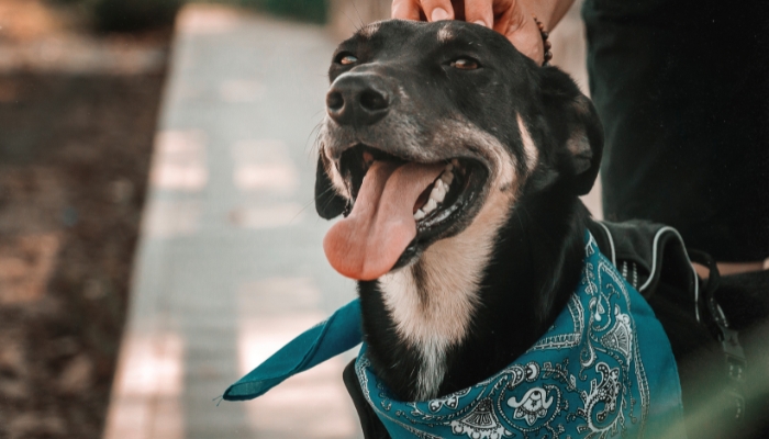 O papel dos animais na vida dos donos