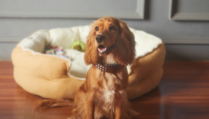 Produtos que fazem a diferença no dia do seu pet