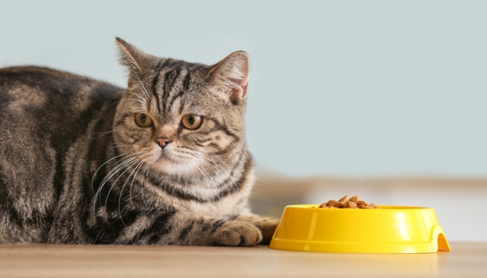 Alimentação para gatos