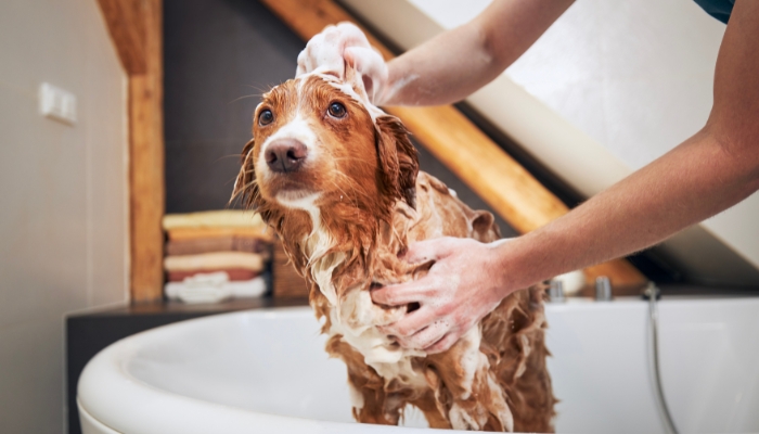 Banho e tosa em casa: tudo que você precisa saber