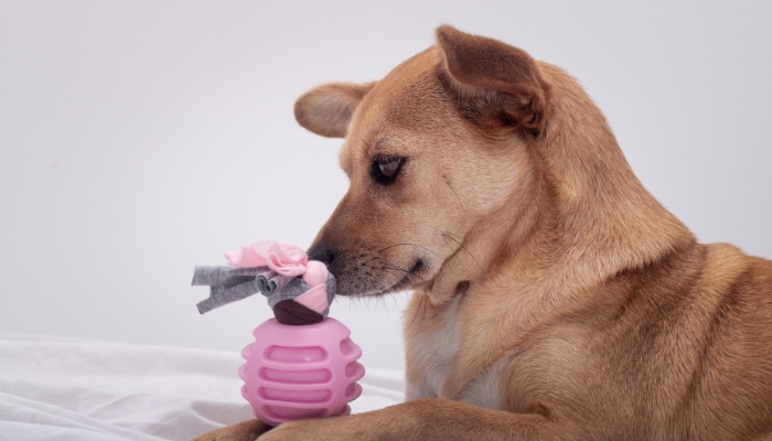 Brinquedos interativos para pets: Estímulo, diversão e bem-estar na medida certa