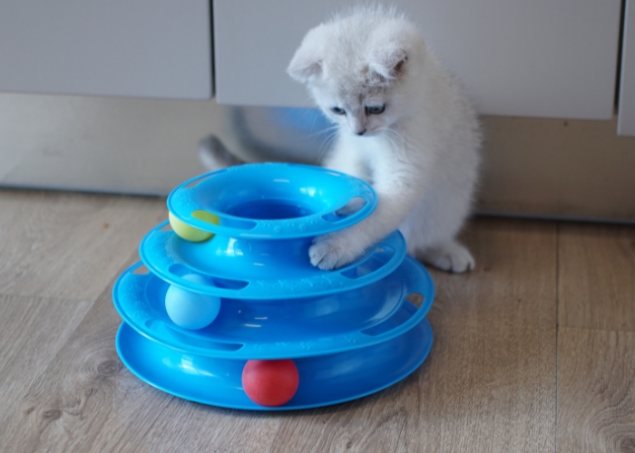 Brinquedos para gatos: Como escolher, tipos e benefícios para o seu felino