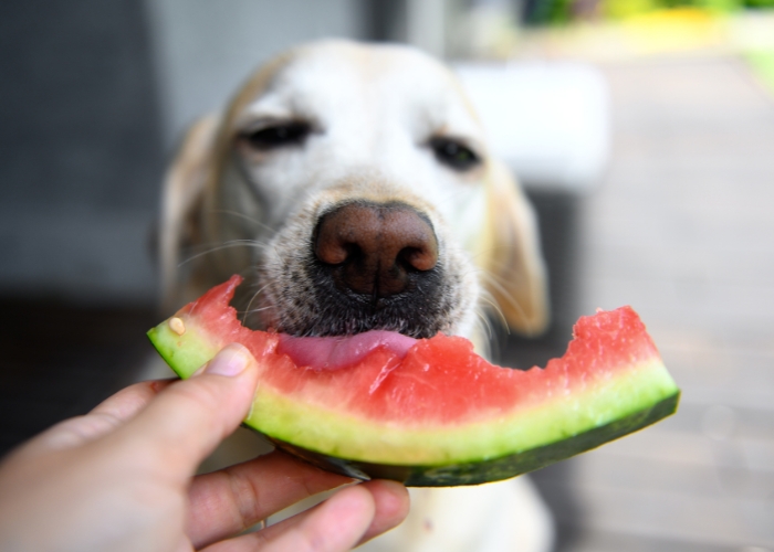 Cachorro pode comer banana cozida