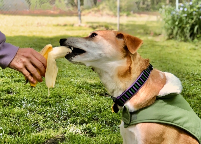 Cachorro pode comer banana? Veja os benefícios, cuidados e dicas de como oferecer