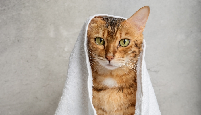 Como dar banho e tosa em casa