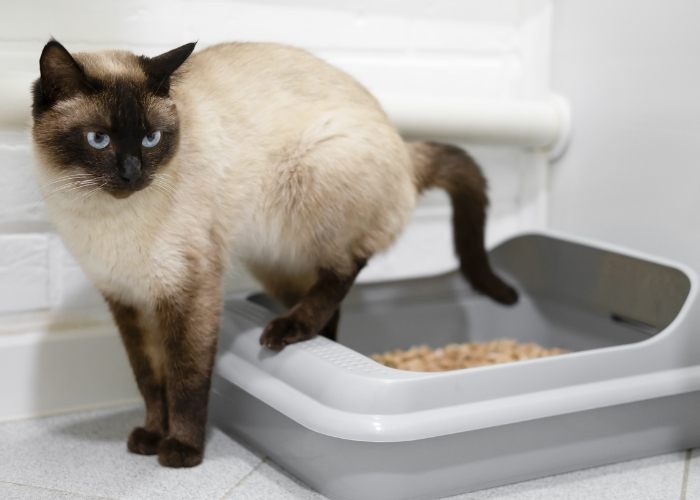 Como ensinar gato usar caixa de areia