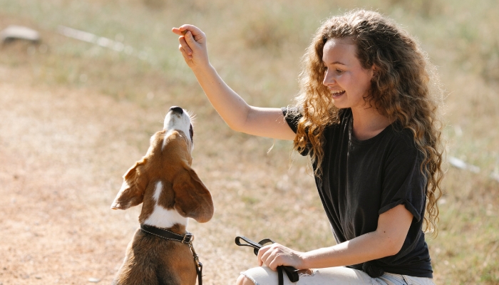 Como fazer adestramento positivo em cães