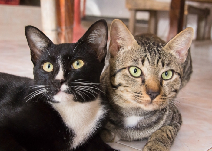 Doenças comuns em gatos: Saiba quais são, como prevenir e tratar