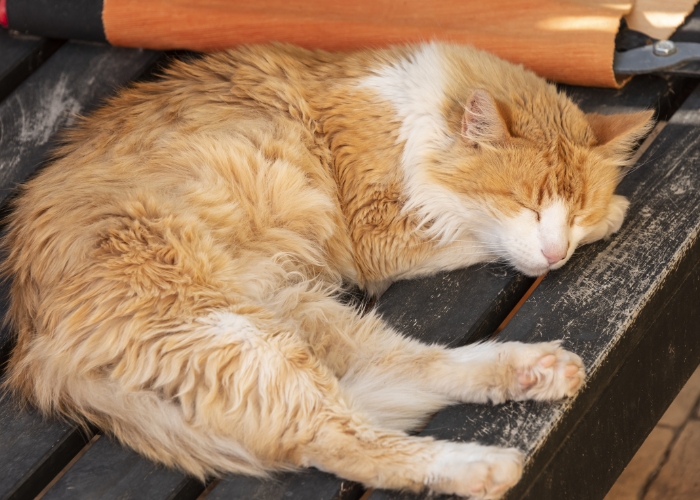 Melhor ração para gatos idosos