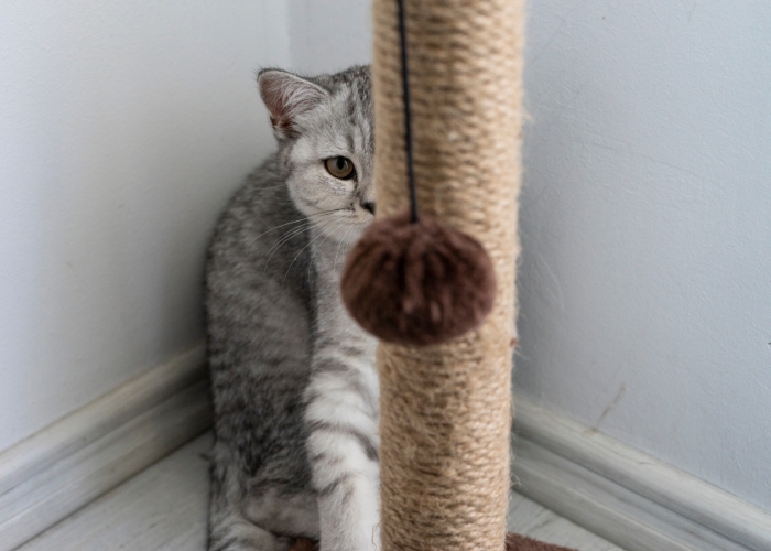 Melhores brinquedos para gatos