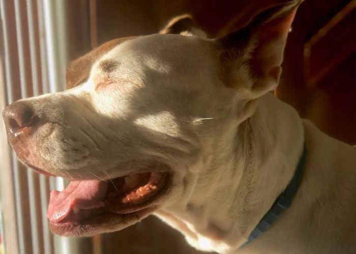 Mundo da Brisa - Troia