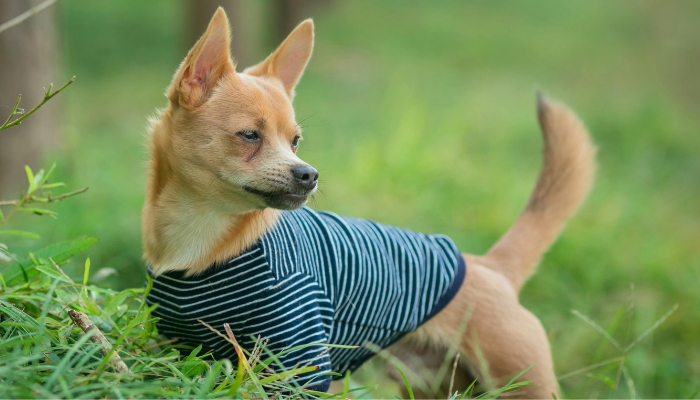 O que é pet humanização