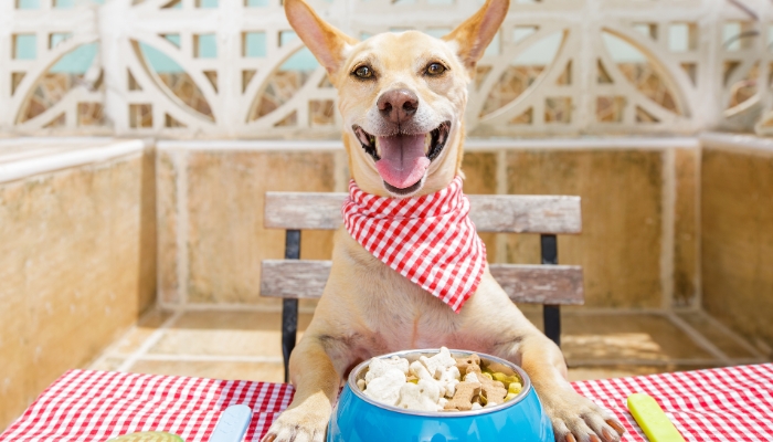 Opções de ração para cães com alergia