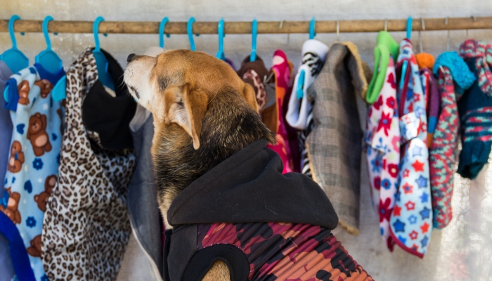 Pet humanização: tratando pets como família