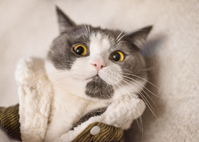 Pet influencer: Como agências estão transformando cães e gatos em estrelas da internet