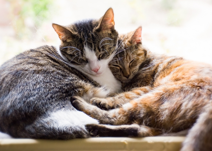 Quais são as doenças comuns em gatos
