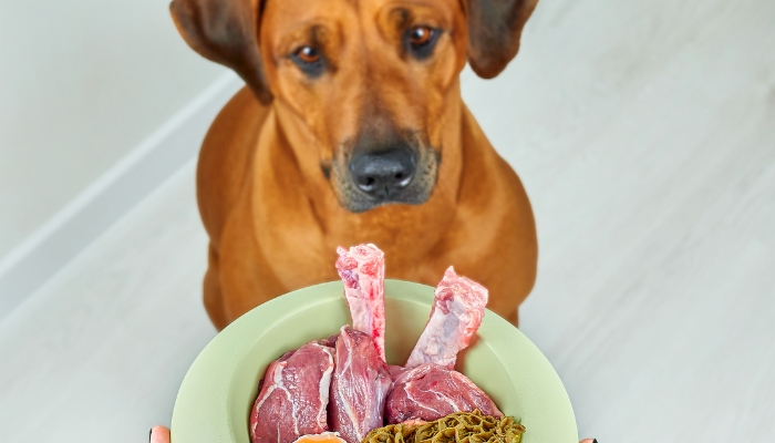 Ração natural para cães: Tudo o que você precisa saber para uma alimentação saudável