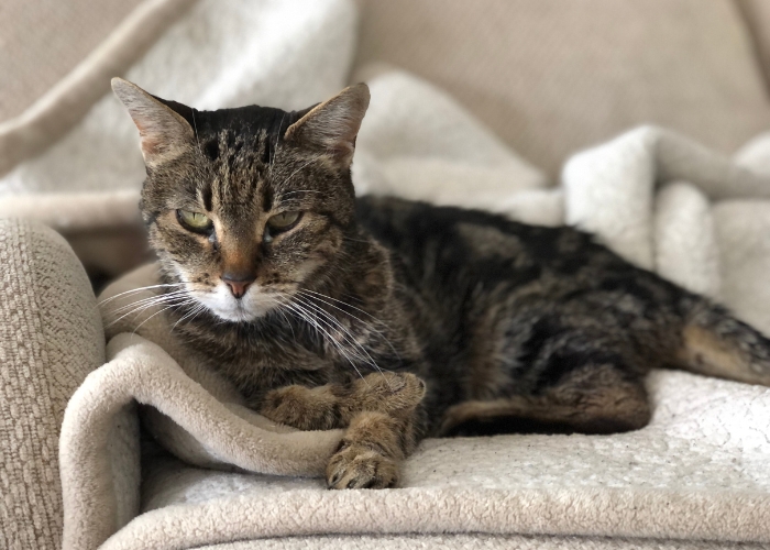 Ração para gatos idosos: Como escolher a melhor opção para a saúde do seu pet